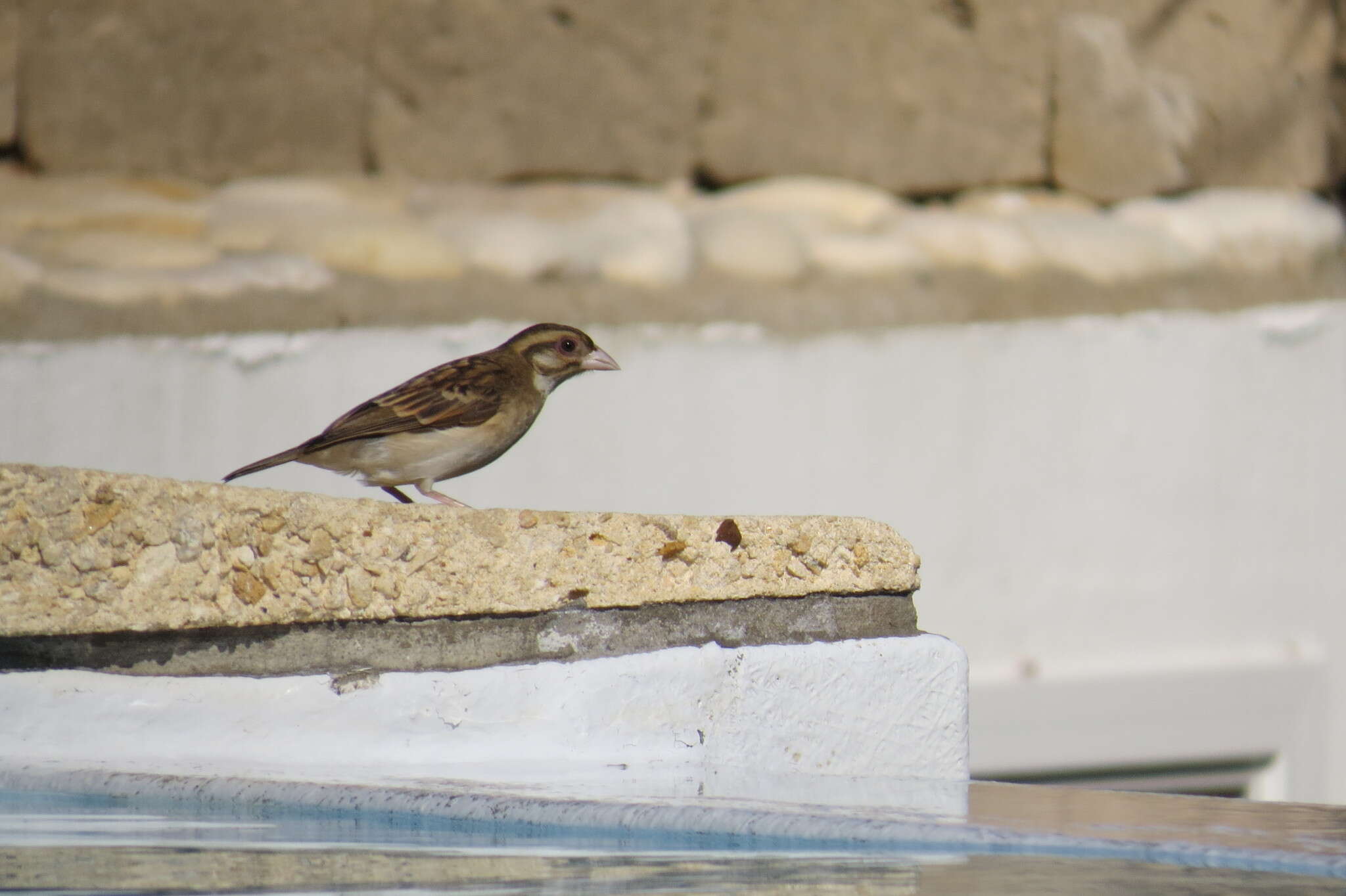 Image of Sakalava Weaver