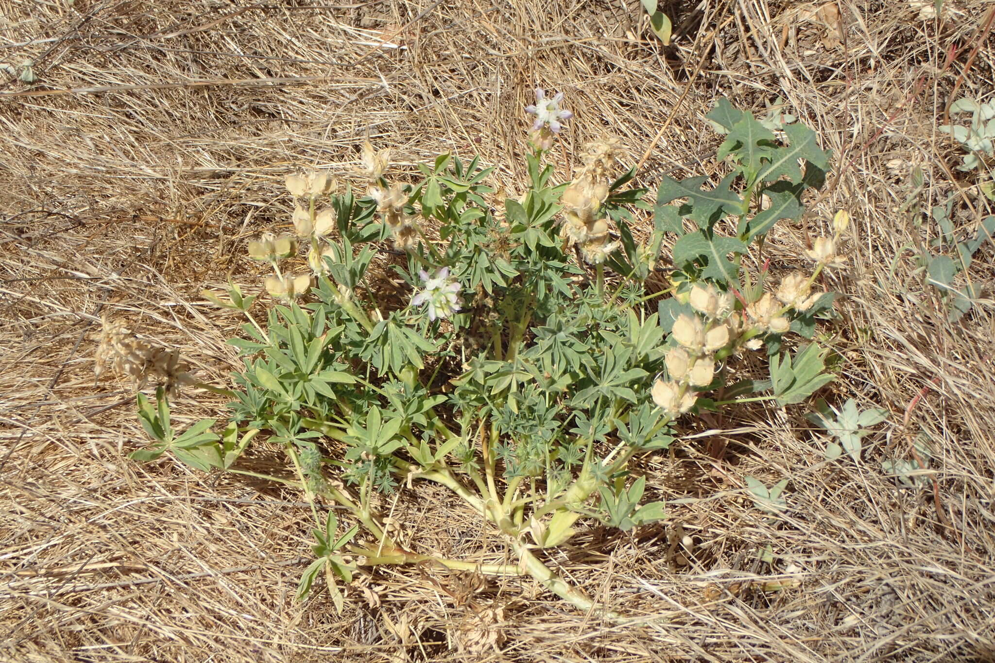 Image of whitewhorl lupine