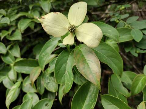 Image of Cornus hongkongensis Hemsl.