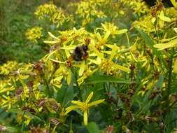 Image of wood ragwort