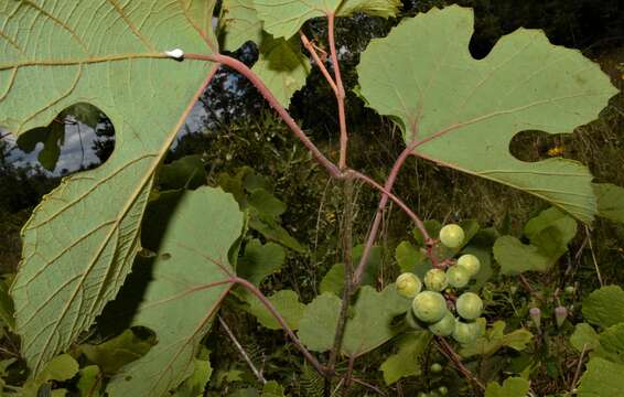 Image of long grape