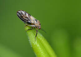 Image of Pachypsylla celtidisinteneris Mally 1894