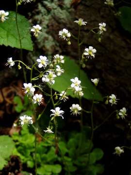 Image of Saxifraga cuneifolia L.