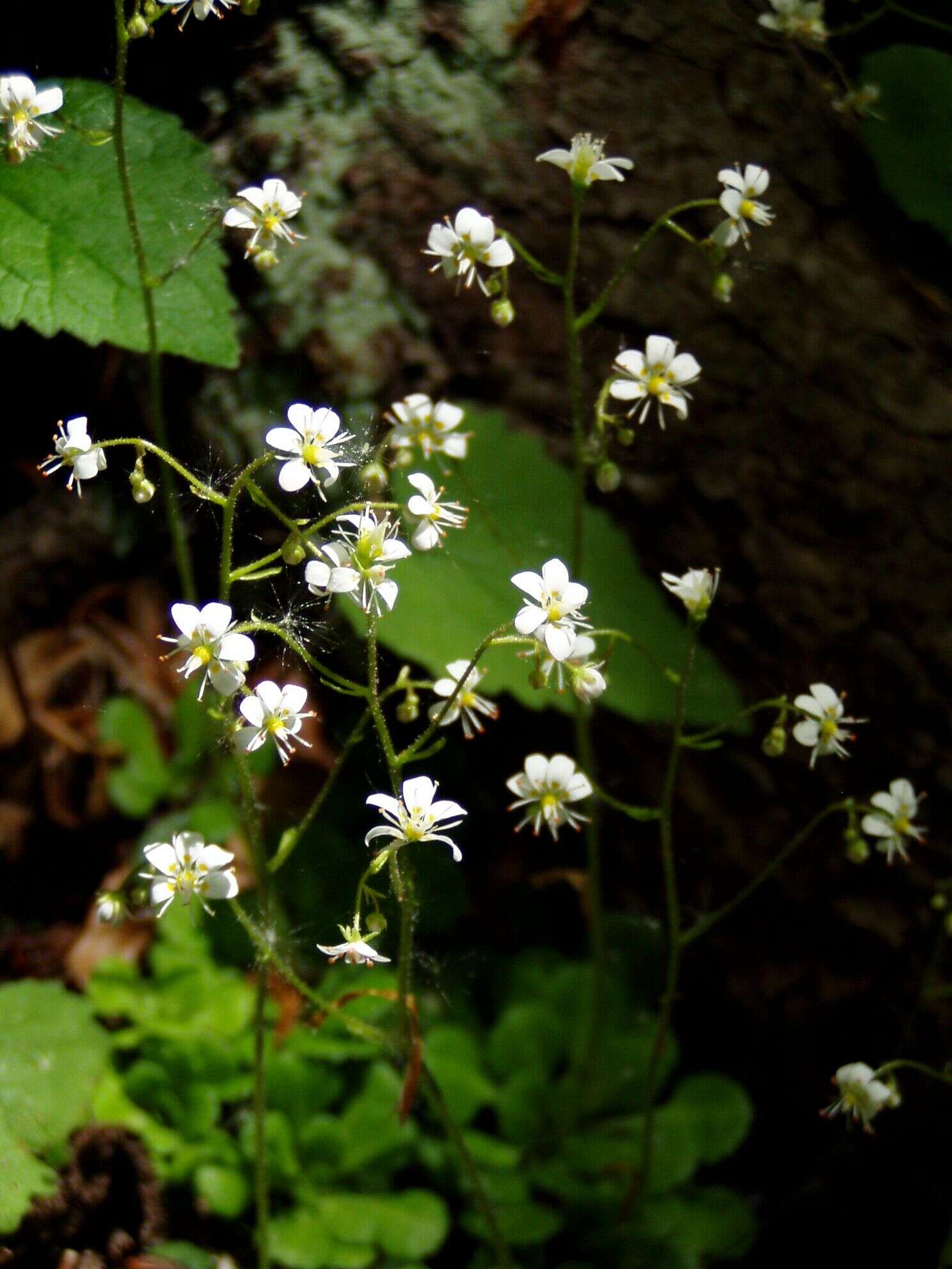 Image of Saxifraga cuneifolia L.