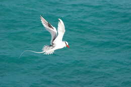 Image of Red-billed Tropicbird