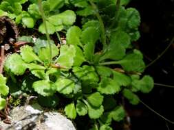 Image of Saxifraga cuneifolia L.