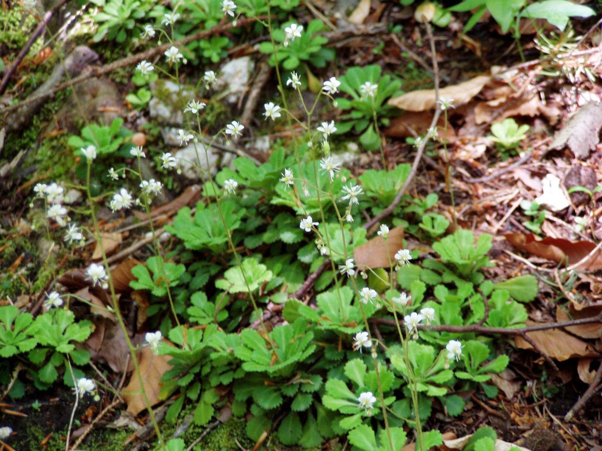 Image of Saxifraga cuneifolia L.