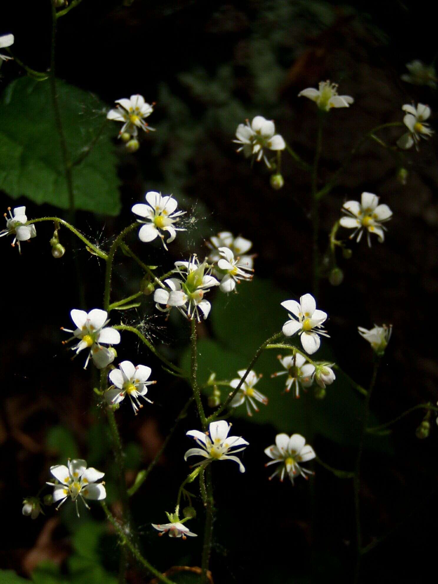 Image of Saxifraga cuneifolia L.