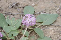 Image of Lassen sandverbena