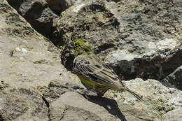 Image of Cinereous Bunting