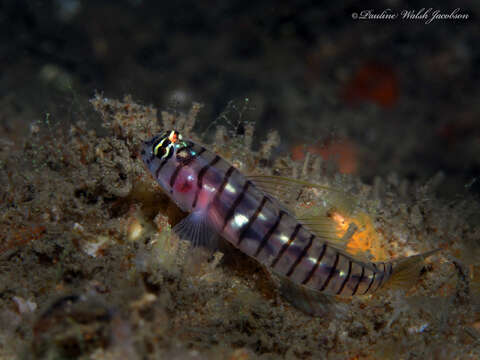 Image of Tiger Goby