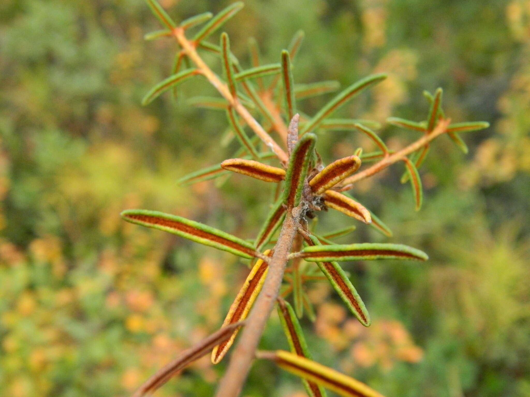 Imagem de Rhododendron tomentosum subsp. decumbens (Aiton) Elven & D. F. Murray