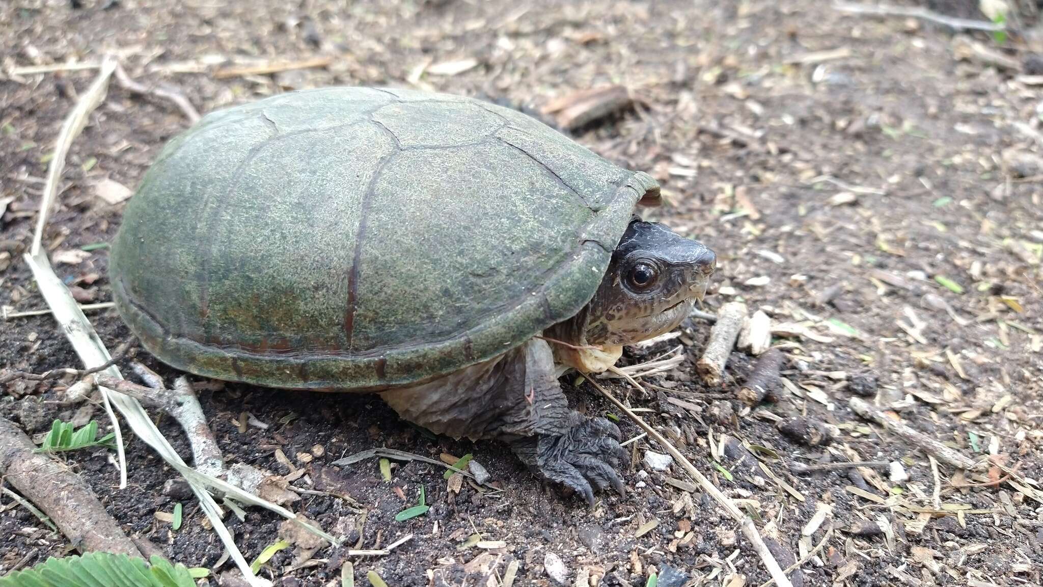 Image of Herrara’s Mud Turtle