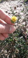 Image of Grindelia brachystephana Griseb.