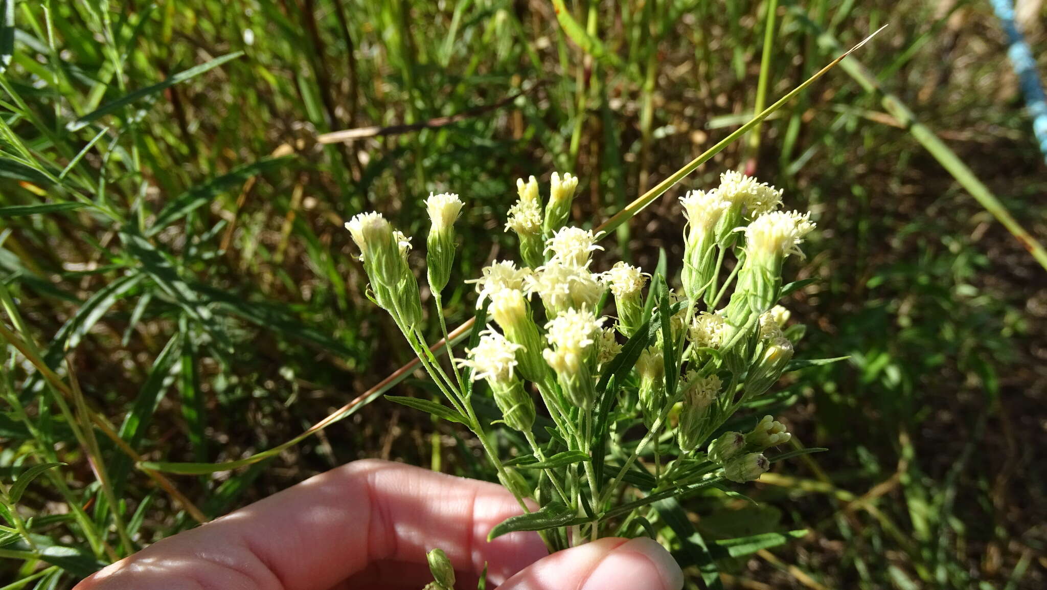 Image de Brickellia eupatorioides var. texana (Shinners) Shinners