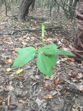 Image of Jack in the pulpit