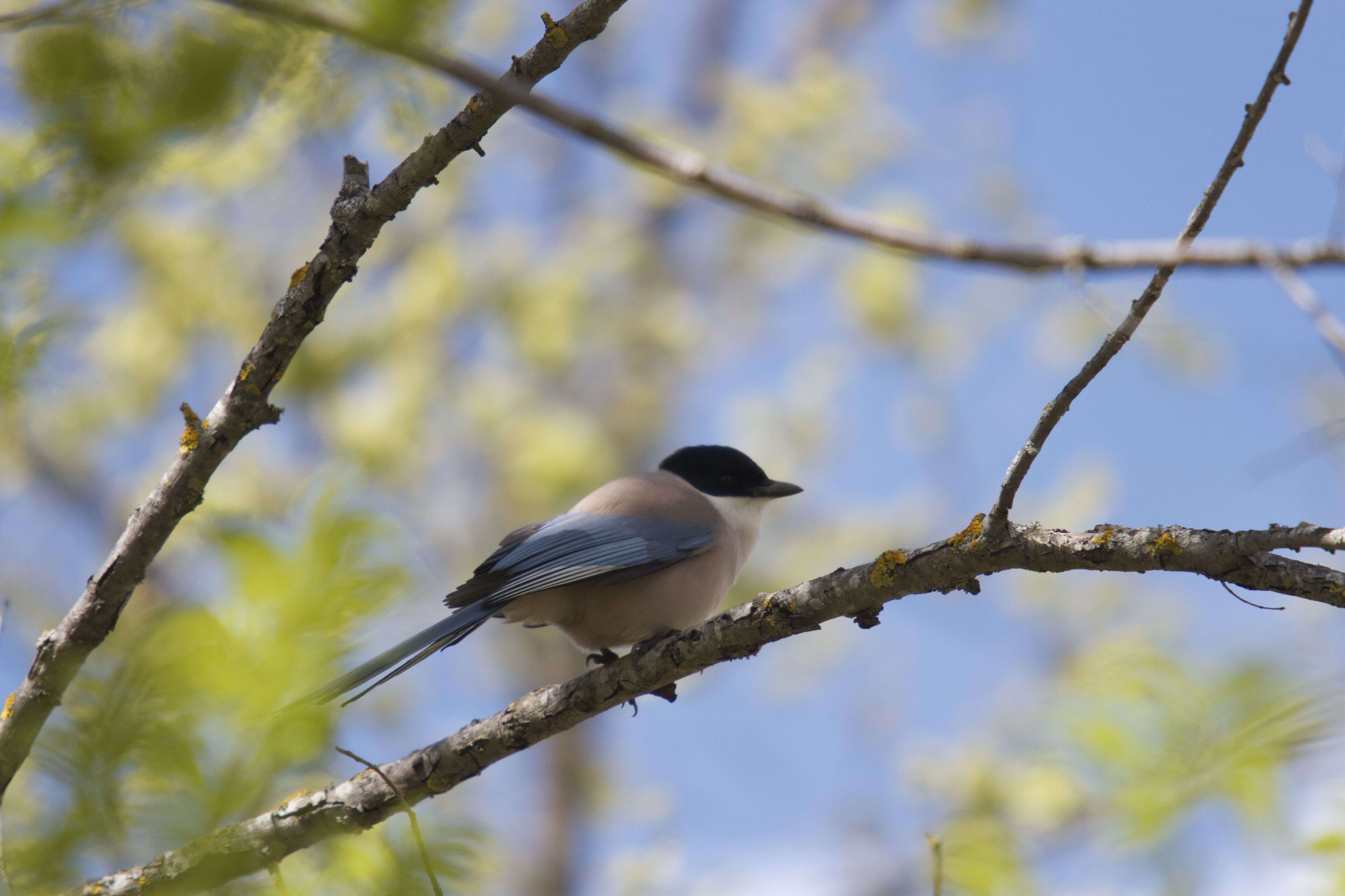 Image of Iberian Magpie