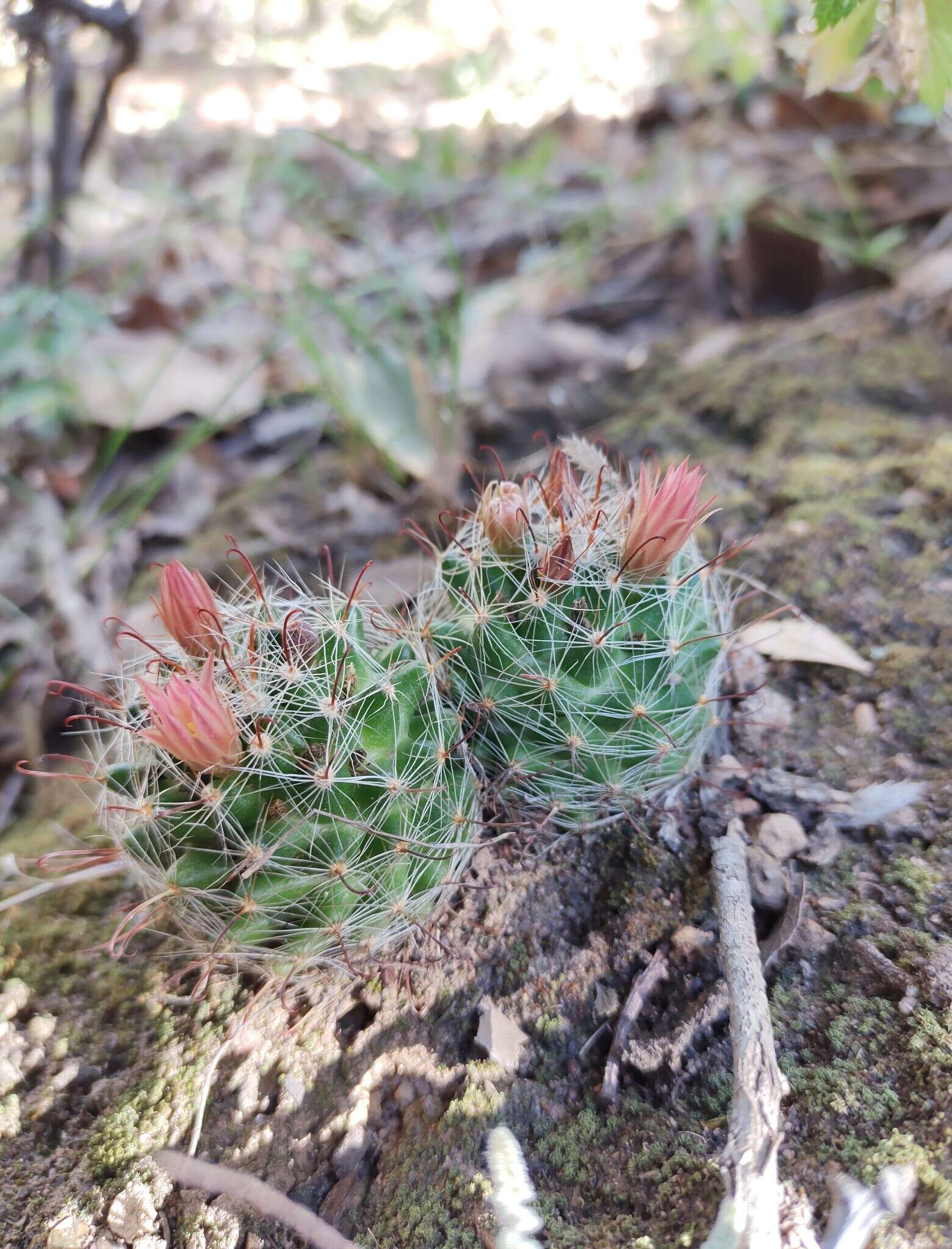 Mammillaria rettigiana Boed.的圖片