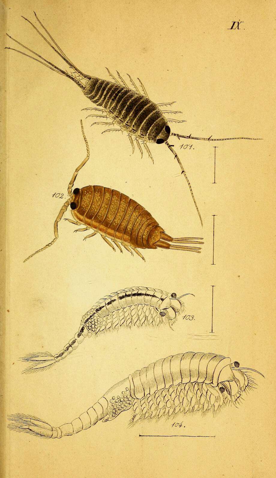 Image of Branchinecta paludosa (O. F. Müller 1788)