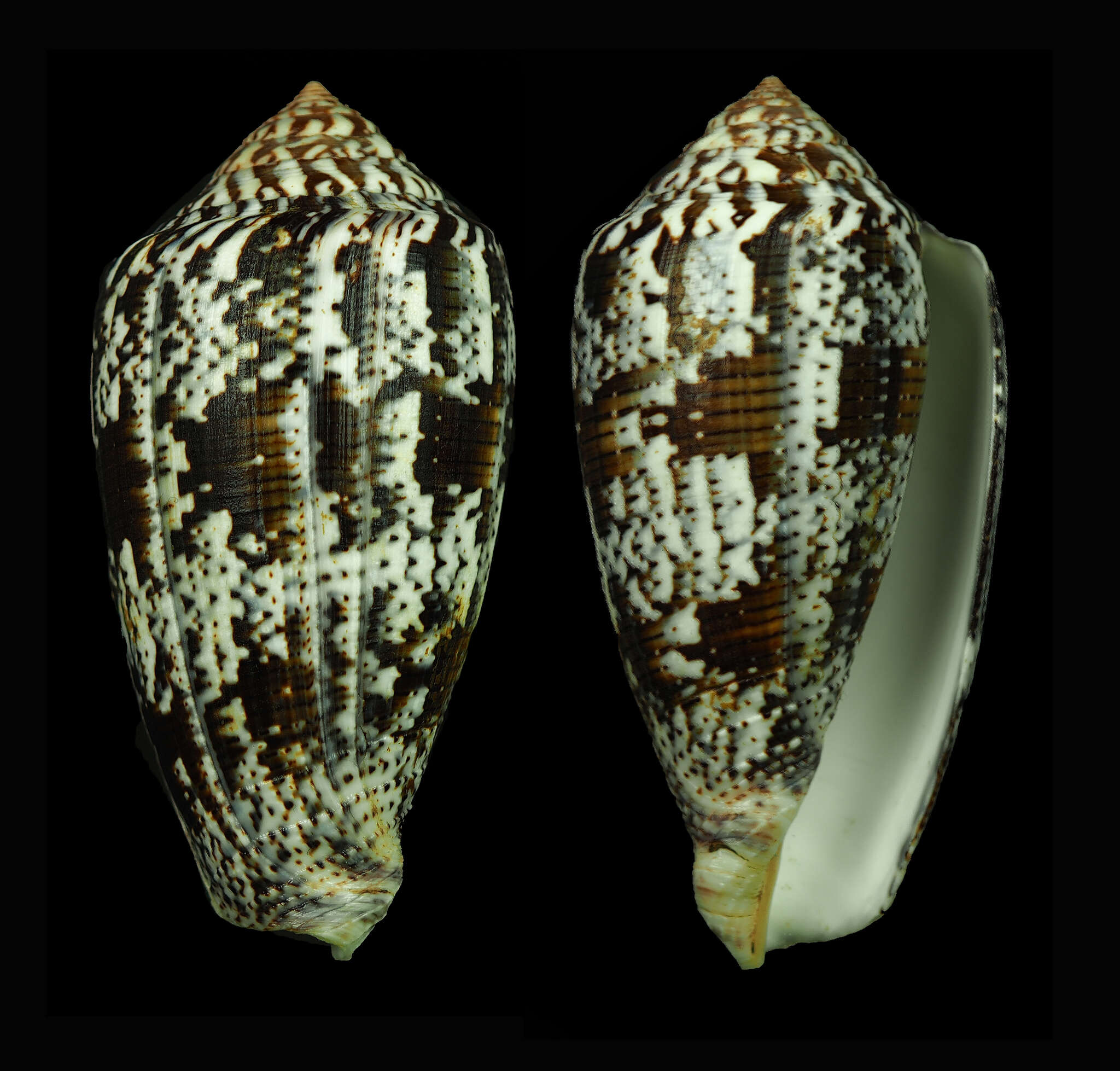 Image of Conus achatinus Gmelin 1791