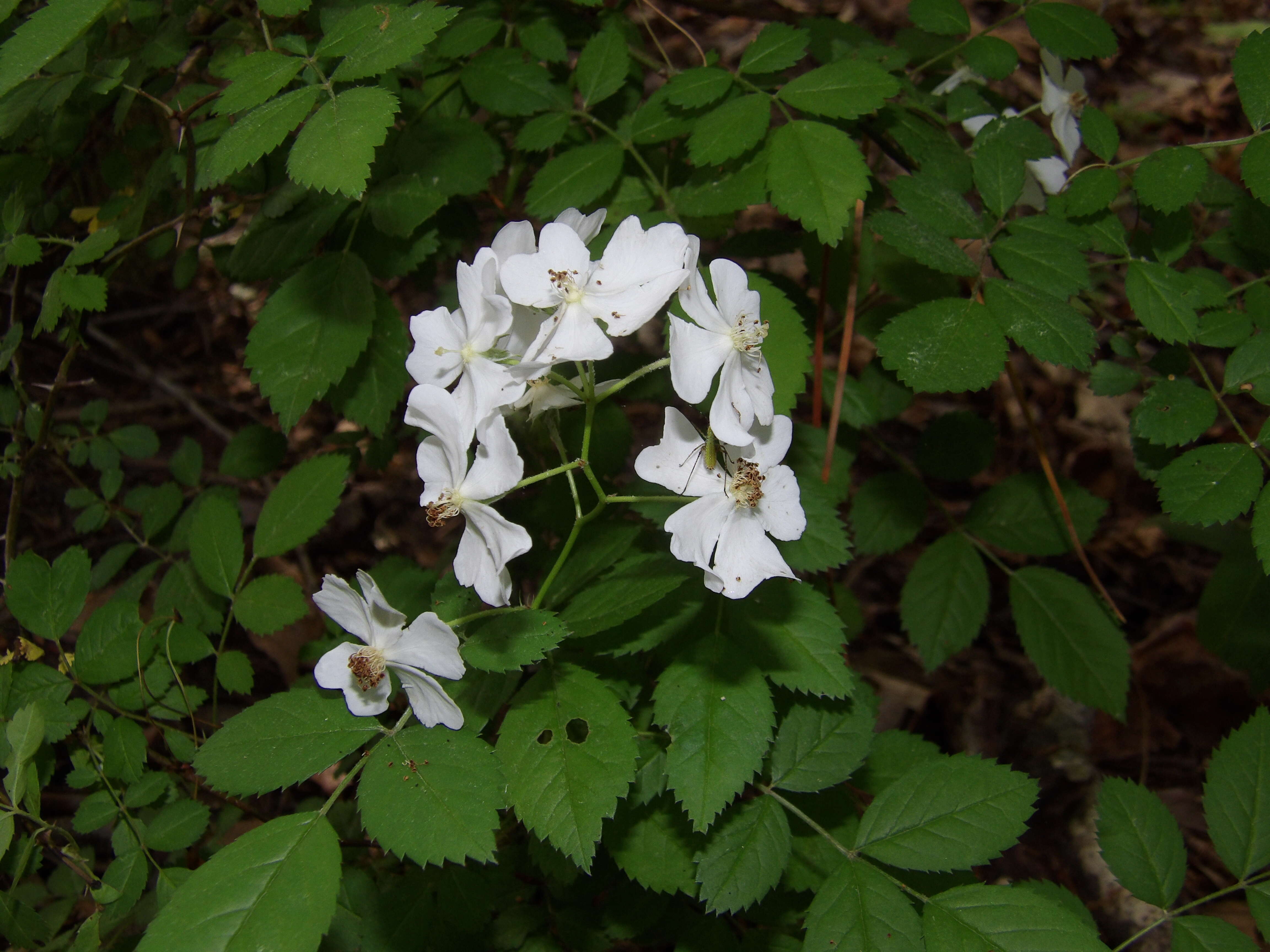 Image of Baby Rose