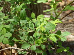 Image de Rosa multiflora Thunb.