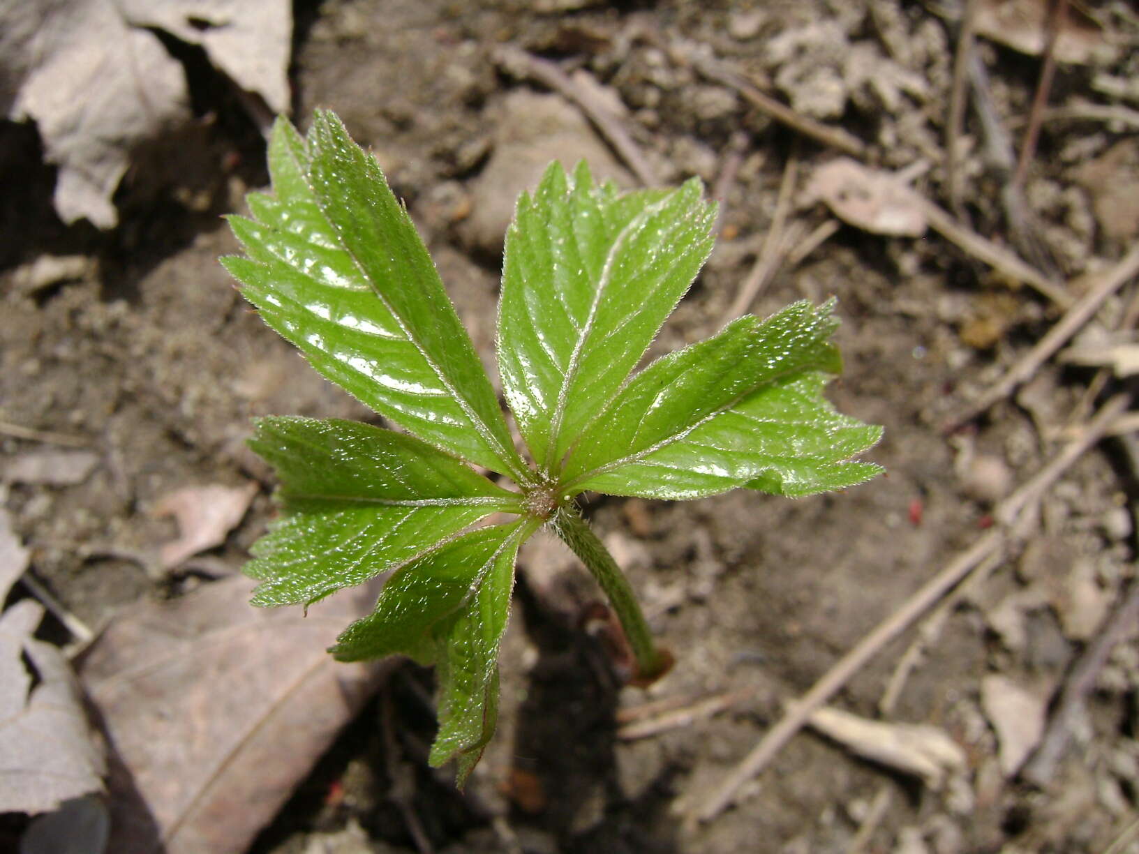 Image of Virginia creeper