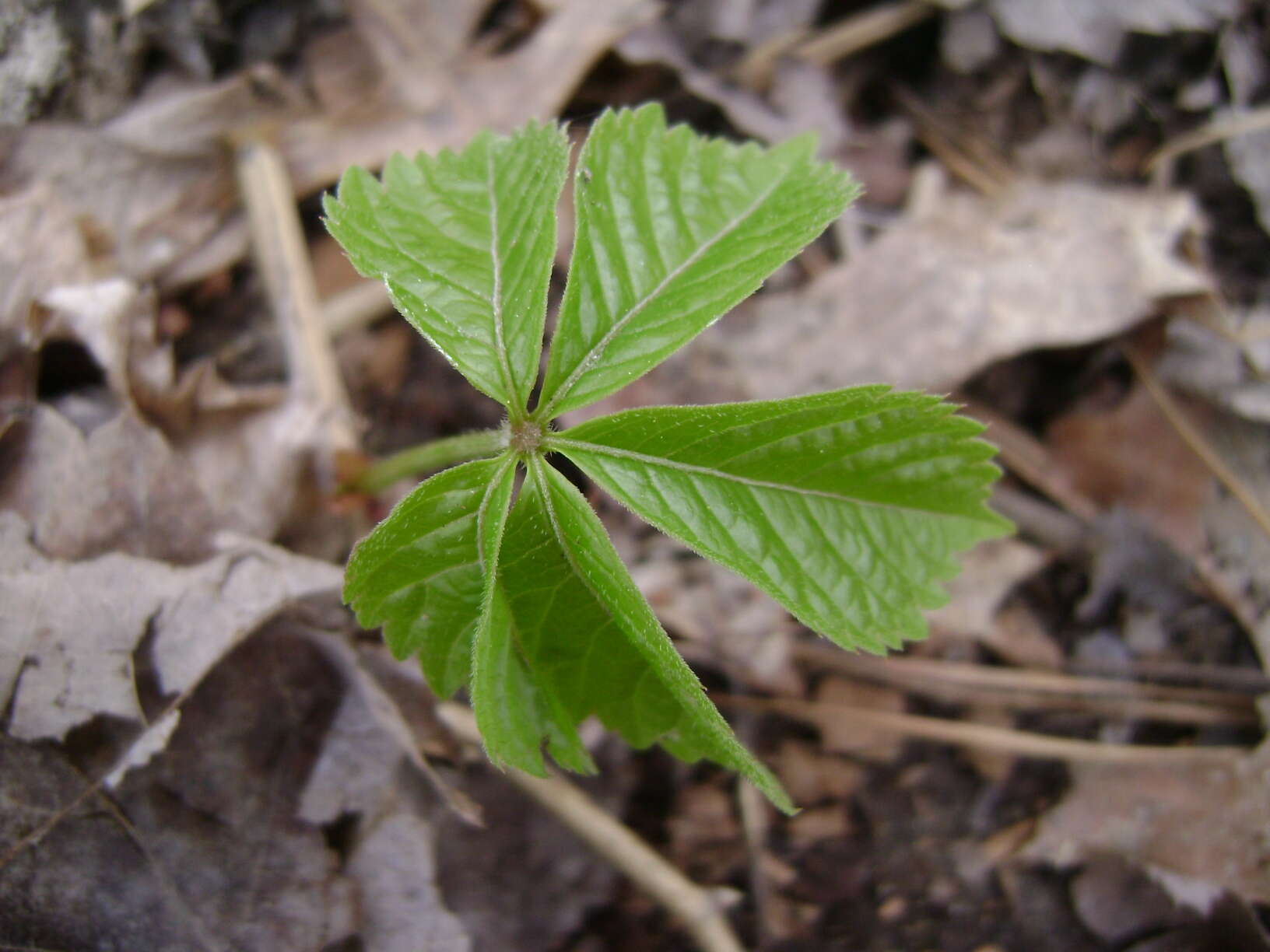 Image of Virginia creeper