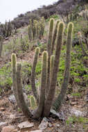 Cleistocactus tominensis subsp. micropetalus (F. Ritter) Mottram的圖片