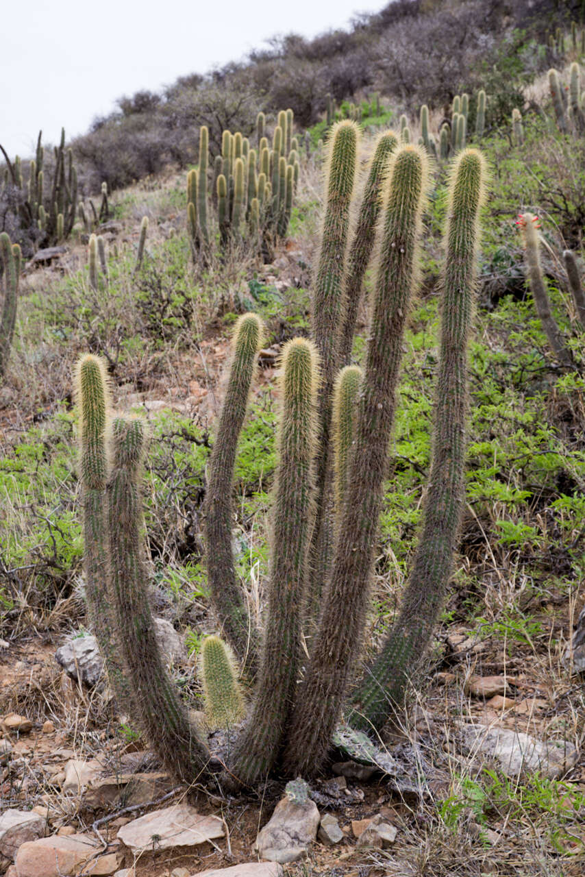 Imagem de Cleistocactus tominensis subsp. micropetalus (F. Ritter) Mottram