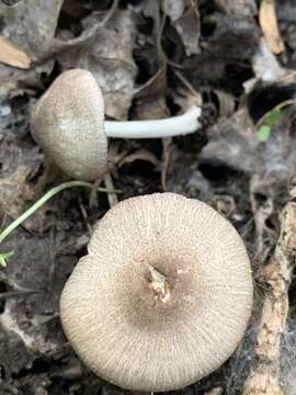 Image of Pluteus ephebeus (Fr.) Gillet 1876