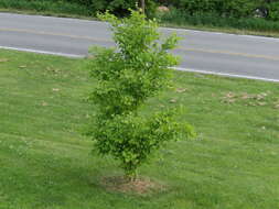 Image of Ginkgoopsida