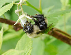 Image of Lemon Cuckoo Bumblebee