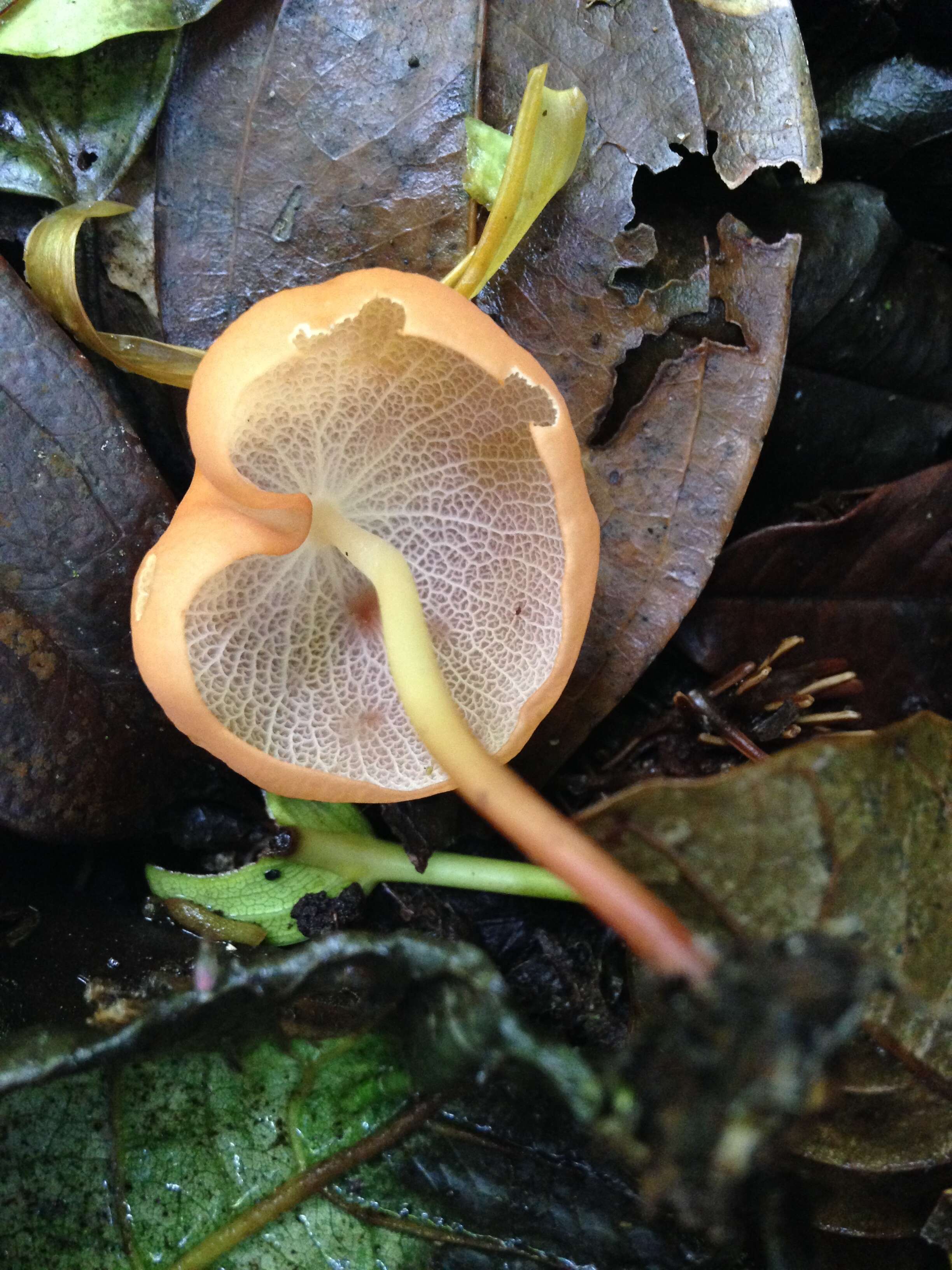 Image of Marasmius cladophyllus Berk. 1856