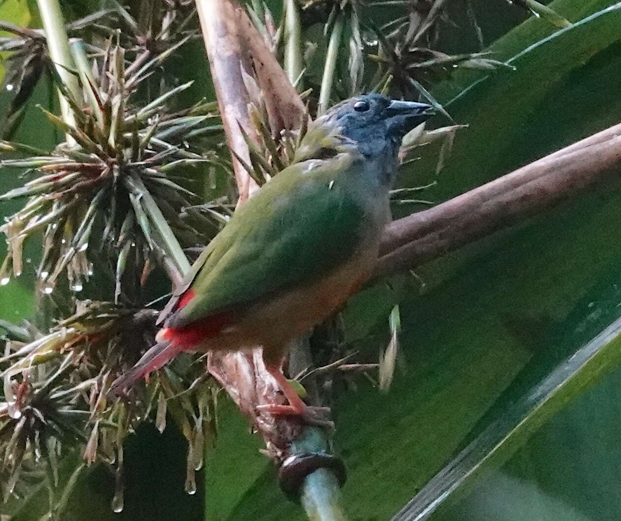 Image of Pin-tailed Parrot-Finch