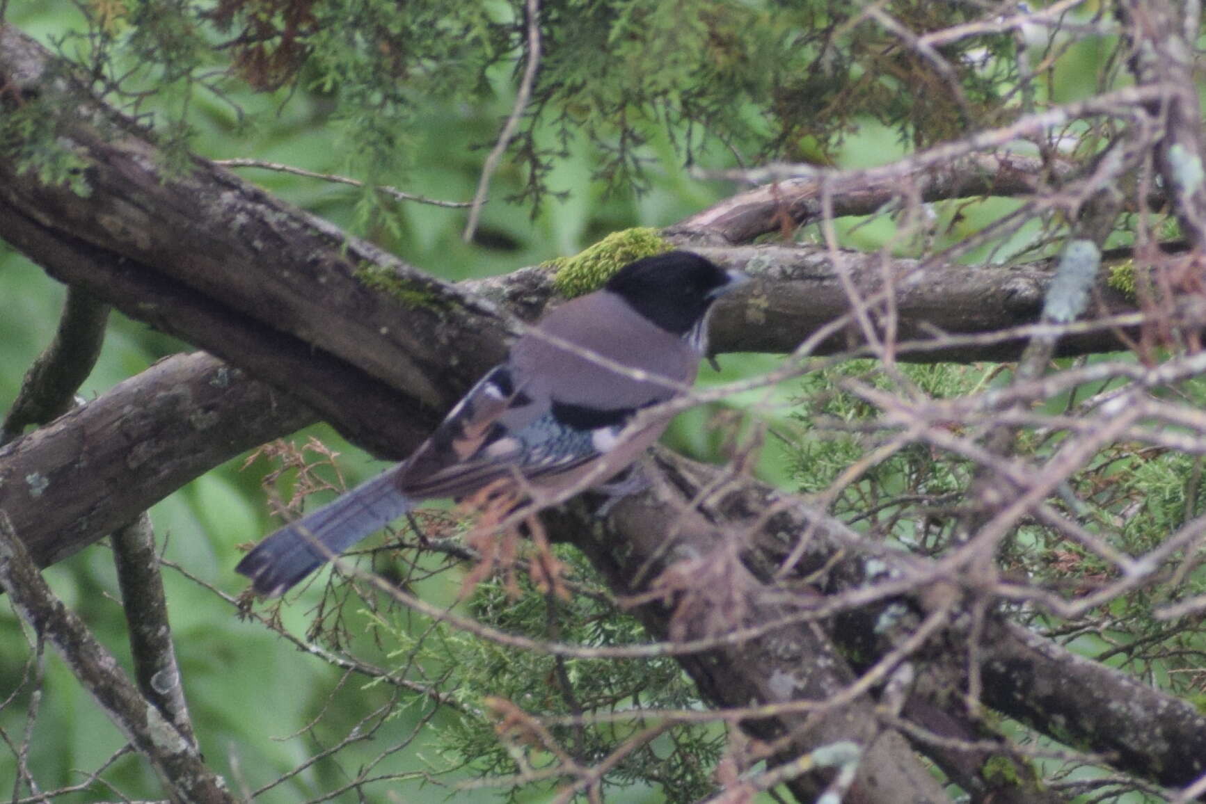 Image of Black-headed Jay