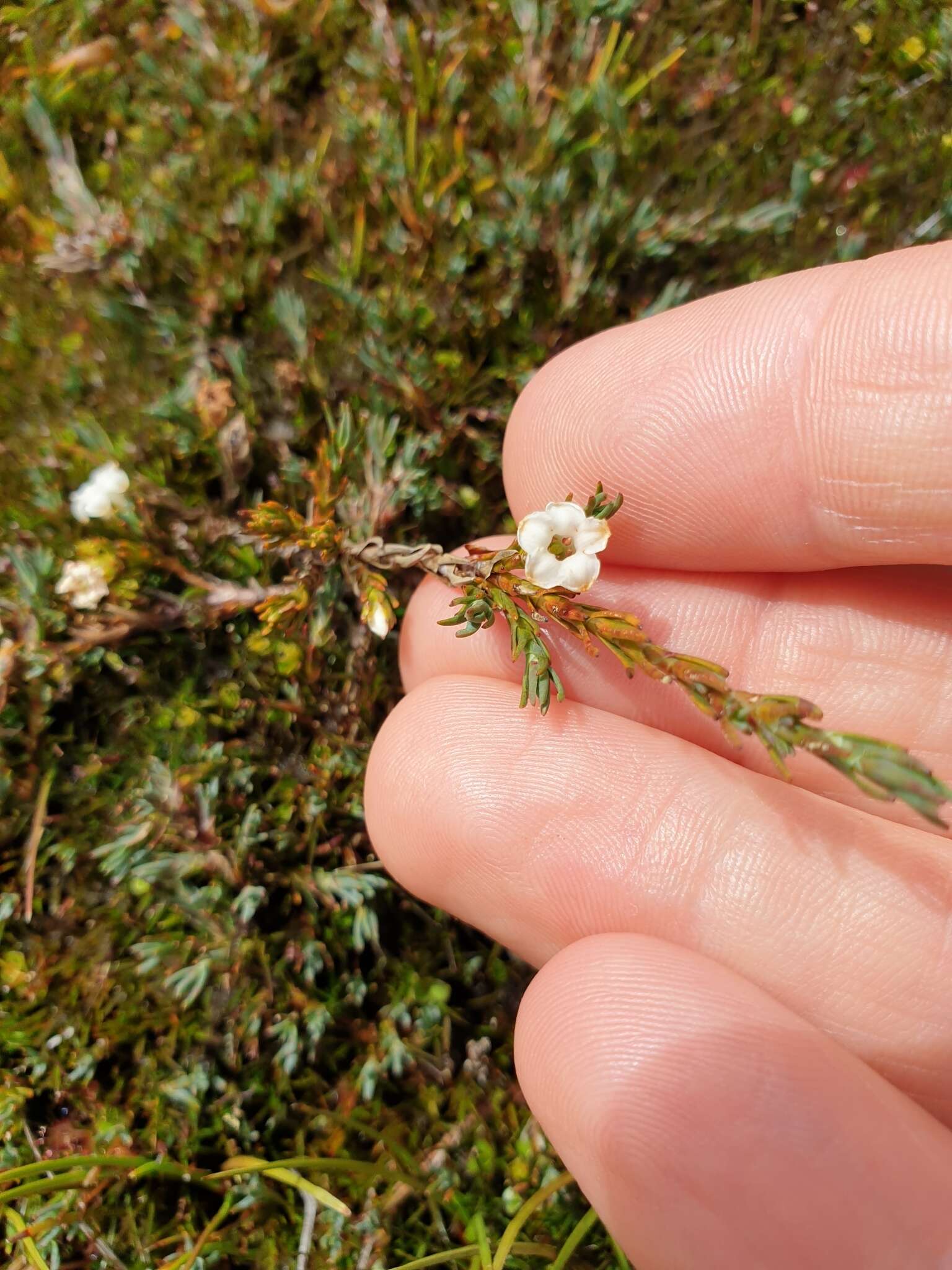 Image of Dracophyllum prostratum T. Kirk