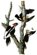 Image of Ivory-billed Woodpecker