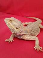 Image of Central bearded dragon