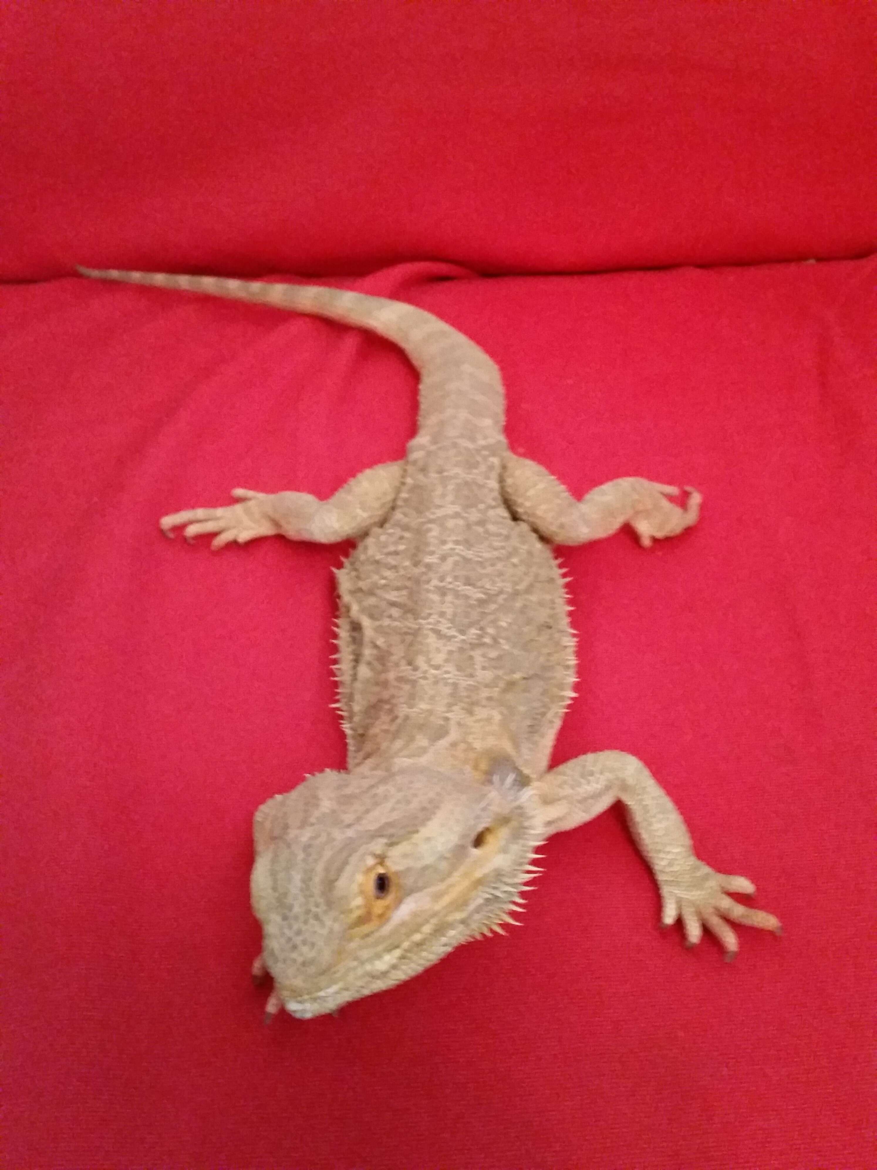 Image of Central bearded dragon