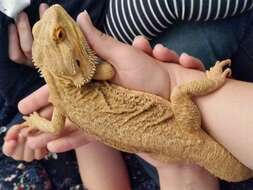 Image of Central bearded dragon