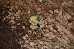 Image of Adromischus umbraticola C. A. Smith