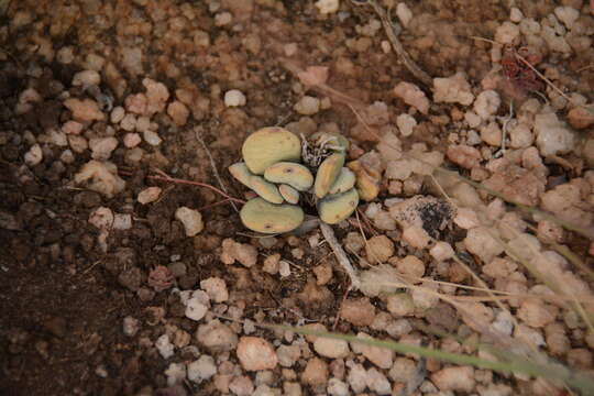 Image of Adromischus umbraticola C. A. Smith