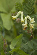 Image of Vicia balansae Boiss.