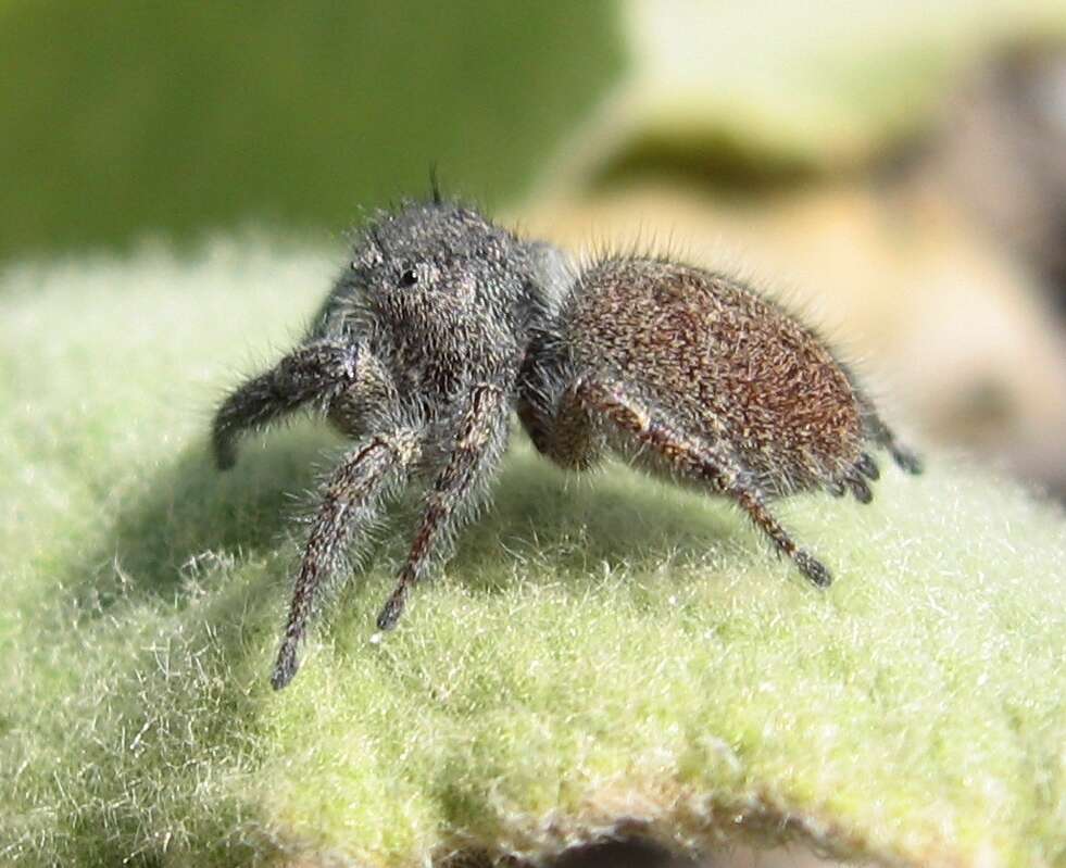 Image of Phidippus princeps (Peckham & Peckham 1883)