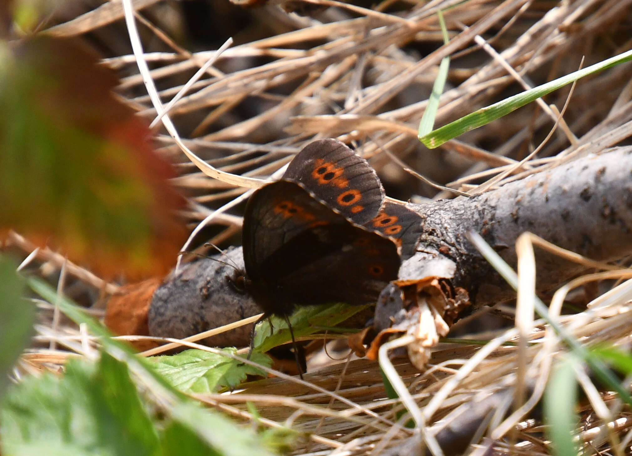 Image de Erebia jeniseiensis Trybom 1877