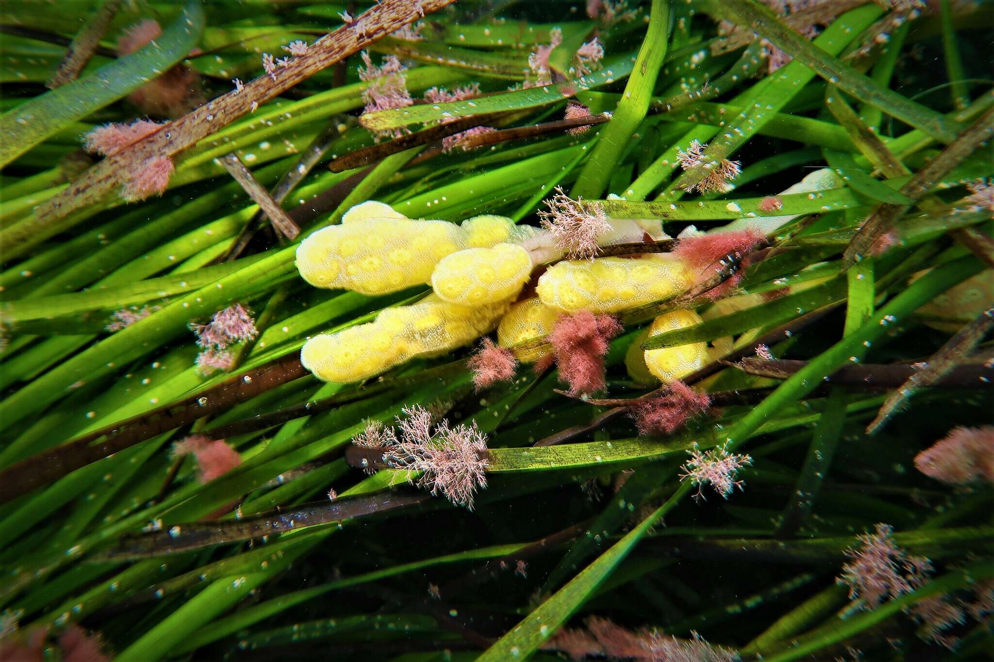 Image of Ascidian