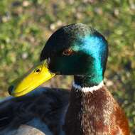 Image of Common Mallard