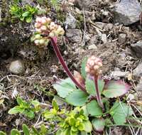 Image of Mountain Pseudosaxifrage