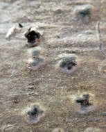 Image of wart lichen